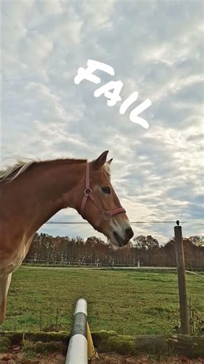 springen + fail😅 #horse #equestrian #haflinger