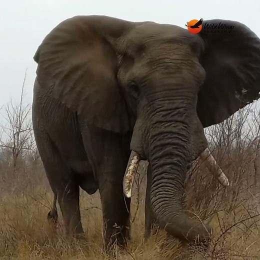 Elephant Uses Tusks Like Tools | Watch This Clever Move! #krugersightings #wildlife #elephant