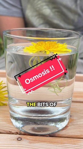 Dandelion Osmosis Experiment: Hydrophobic & Hydrophilic Properties