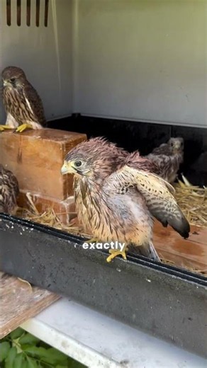 Falcon's chaotic cleaning technique will shock😮 you #birds #nature #viral