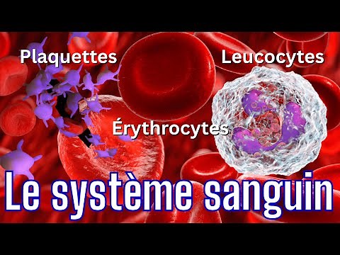 Le système sanguin