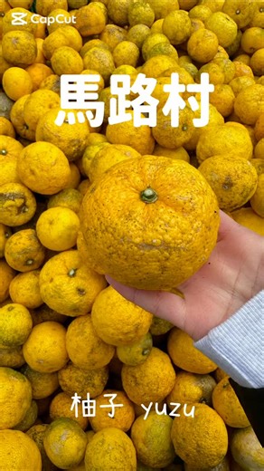 馬路村農協高知アンテナ店umaji on Instagram: "11月の馬路村 村中がゆずの香りに包まれます🍊 秋も深まり、ゆずの色が目立ちはじめると収穫期がやってきます。11月に入ると今日もゆず取り明日もゆず取り、家族総出でゆずの収穫に大忙し！お街の子どもや親せきも手伝いに来てくれます。小さい頃からみんなぁでゆずを取るが当たり前でした。 「帰ってきちゅうかよー」 会う人会う人に声をかけてもらえます。 いつ帰っても「おかえり」といって迎えてくれます。 馬路村のゆずは【有機栽培】 すべての農家さんで 科学系の肥料・農薬を使用しない 除草剤も使用しない（地道な草刈り作業で汗をかく） これを実践しています。 収穫はとにかく過酷。急斜面に木が生えていたり容赦なし！トゲにも注意⚠️（おんちゃんはバラともいいます）高いところはハシゴで登って剪定しながら取る。高いところをずっと見上げて取るので首も痛い。日が落ちるまで取って拾ってヘタをパッチンしての繰り返しです。子どもからじいちゃんばあちゃんみんなで頑張ります。 疲れたー！その日のお風呂は出荷できないゆず入りがお決まり🛀🍊 【ゆず畑から直送】