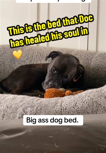 Every dog loves it ❤️ #getone #docholliday #dogbed #gatheringplace #rescuedog