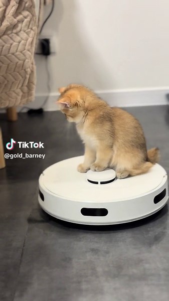 #cat #golden #gold_barney