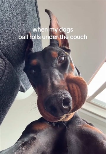 Finding the Perfect Dog House for Winter