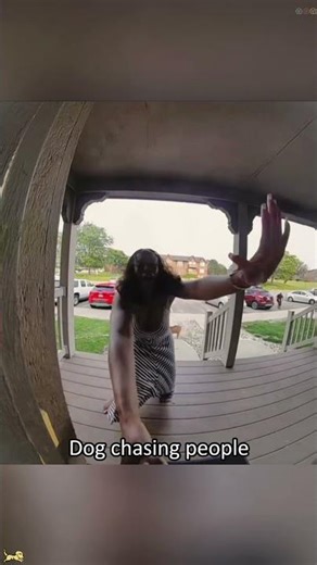 Dog chasing people #funny #dog