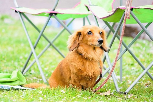 Long-Haired Miniature Dachshund: The Ultimate Purebred Icon
