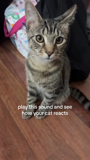 aw i think kitty got scared 😢 #cat #catsoftiktok #tabbycat #cutecat #catlover