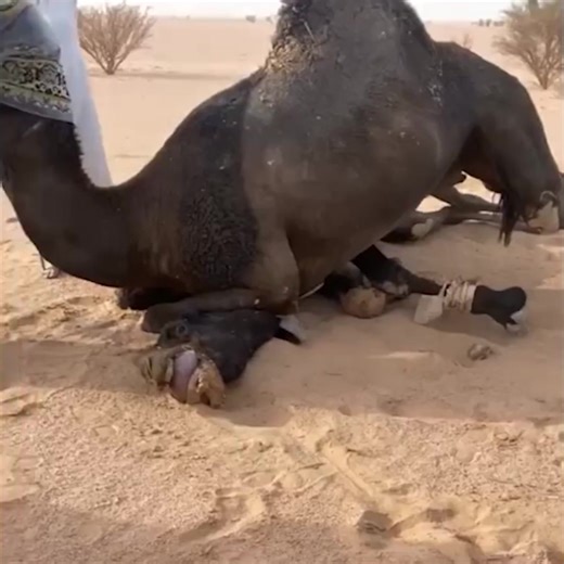 688K views · 10K reactions | لهذه الأسباب حذرنا النبي من الإقتراب من الإبل  - تفعل أشياء مرعبة  #غرائب #وثائقي | شبكة المنصة | Facebook