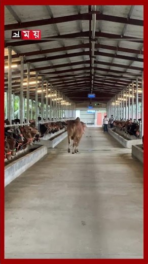 রাখালের হাত থেকে রশি ছুটে গরুর ভোঁ-দৌড় #cow #cattlefarm #cattle #shorts #somoytv