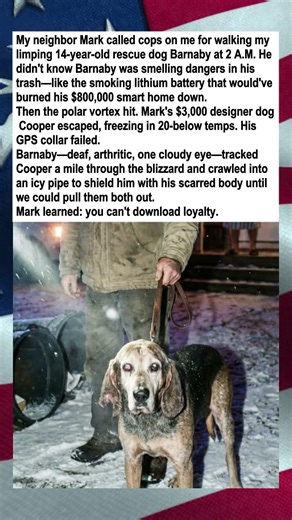 Limping Rescue Dog Saves Designer Dog