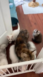 The kids are taking step one of joining Gen Pop. With our dogs and other kitties running around we want everyone to feel safe (especially the protective mamas) before all choas ensues. | Blue Ridge Maine Coons of the Virginias