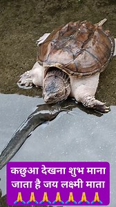 95K views · 5.4K reactions | Nature’s Real Moment: Turtle Eating Fish” #Turtle #TurtleEatingFish #Wildlife #NatureVideo #AnimalPlanet #ViralVideo #TurtleFeeding #NatureLovers #WildLifeShorts #TrendingNow | Trending party | Facebook