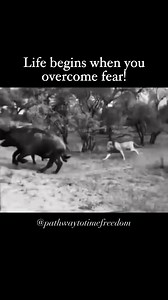Fear is a natural part of life, but it doesn't have to dictate your journey. Every time you confront your fears, you step into a world of possibilities. Embrace the Unknown: The magic happens outside your comfort zone. When you let go of fear, you open the door to new experiences, growth, and self-discovery. Courage Over Comfort: It takes courage to face what scares you, but remember: every small step forward is a victory. Celebrate your progress, no matter how small! Transform Fear into Fuel: U