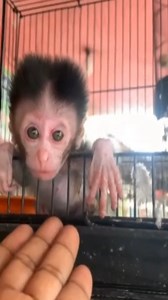Poor Little Monkey, At the Animal Market | Baby Monkeys