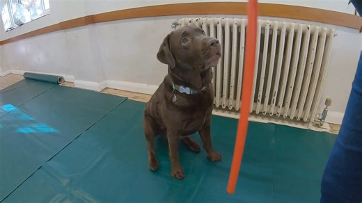 1K views · 16 reactions | Loved the monthly challenge orange tricks this month 李李 . . #monthlychallenge #orangetricks #dogtraining #tricktraining #labradorretriever #trickclasses #eastsussex #chocolatelab | Fun Trick Dog Training | Facebook