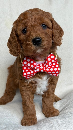 The cutest mini Groodle puppies you’ll ever meet… tiny paws, big hearts, endless cuddles 🐾✨ These mini Groodle pups are serving maximum cuteness in tiny packages 😍🐶 #MiniGroodle #GroodlePuppy #CutestPuppies #PuppyLove #FluffyBabies #DoodleLife #PuppyPerfection #DogsofInstagram | Prestige Puppies