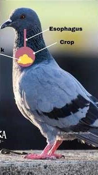 THE SECRET LIFE OF PIGEONS പ്രാവ് വെറും ഒരു പക്ഷി മാത്രമല്ല Hidden Intelligence & science #facts