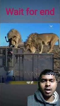 वैज्ञानिकों ने मिलकर एक ऐसा टेस्ट किया कि शेर क्या इंसानों का शिकार कर सकता है