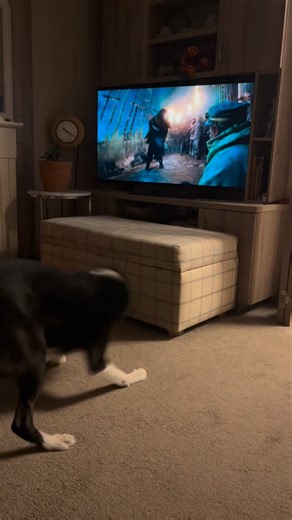 Barney the Tv Border Collie Part 3 | Stephen Kelleher