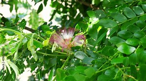 Monkey pod tree (Samanea saman, rain tree, giant thibet, inga saman, cow tamarind, East Indian walnut, soar, suar) flower natural background