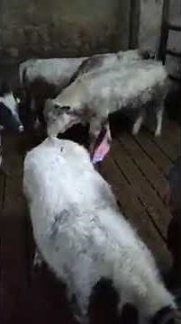 Proof that cows release methane gas into the atmosphere