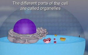儿童英语-科普-动物细胞 #aumsum #kids #science