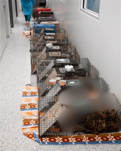 Heartbreaking animal neglect case in Dayton leads to 33 rescues; arrest