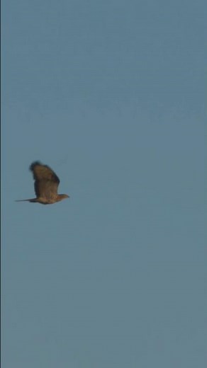Honey buzzard in flight! 🦅 #honeybuzzard #buzzard #bird #birds #birdofprey #raptor #nature #birding