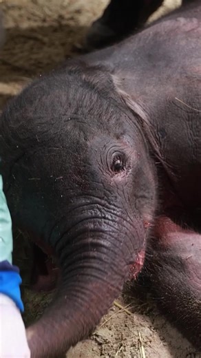 The Beauval zoo in central France welcomed the birth of a baby elephant on February 15, after its blind mother N'Dala endured a seven-hour delivery. #elephant #zoo #animal #birth #beauval