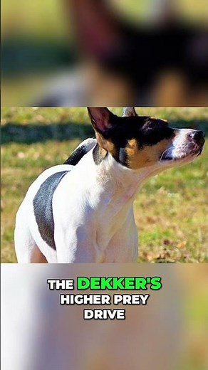Why the Decker Hunting Terrier Isn’t for Couch Potatoes!