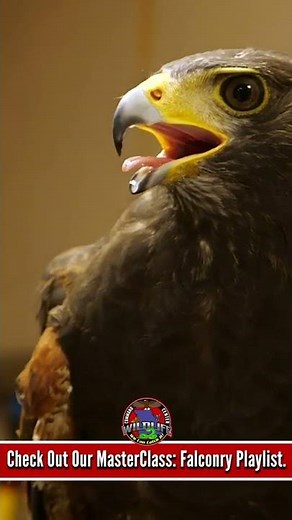 Becoming A Master Falconer 😲 #shorts
