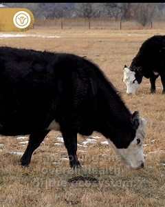 31K views | At Vaquero Trading, we know that sustainable grazing management practices, such as rotational grazing and monitoring forage quality, are essential for balancing livestock production with environmental conservation and ensuring the long-term viability of grazing systems. Follow us and get to know more about how Vaquero Cares #VaqueroCares #CountryLife #cattlegrazing #cattle #share #benefits #earth #VaqueroTrading #enviroment #givingback | Vaquero Trading | Facebook