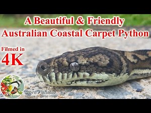 A Beautiful and Friendly Australian Coastal Carpet Python