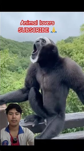 Crazy Singing Gibbon 😱 | Nature’s Loudest Monkey?