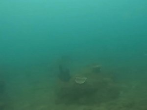 spearfishing monster mackerel | Fishing Videos