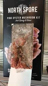 What Does Mushroom Pinning Look Like for Pink Oysters': 60 Seconds or Sow Garden Videos #shorts