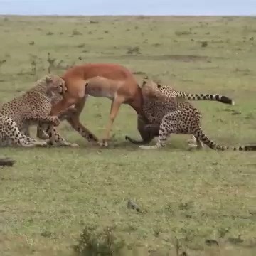 Cheetahs work together to take down an impala ram!! Book A Safari at Lalashe Maasai Mara Luxury Tented Camp: Call/Whatsapp: 254727111195 Email: reservations@lalashemara.com Website: www.lalashemara.com #luxurysafari #lalashemaasaimara | Rob The Ranger Wildlife Videos