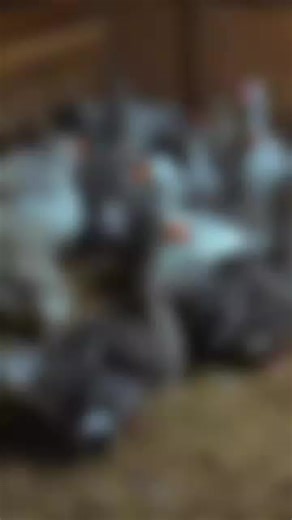 les oies de Toulouse et les oies frisés