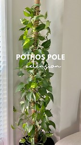 Here are some compelling reasons why adding a support pole to your Pothos is a game-changer: ✨Encourages Vertical Growthm ✨Prevents Legginess ✨Supports Larger Leaves ✨Creates Visual Interest Let's face it – a Pothos trailing along a support pole is a sight to behold. A supported Pothos becomes a striking focal point, adding a touch of green elegance to any room. Adding a support pole to your Pothos not only does it benefit the plant's growth and health, but it also enhances the aesthetic appeal 