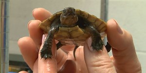 Riverbanks Zoo helps establish colony for critically endangered turtle species
