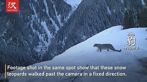 1.4K views · 57 reactions | Infrared cameras captured rare footage of a mother snow leopard（雪豹 xuěbào） with her three cubs in the nature reserve from last winter to this spring at Xitianshan National Nature Reserve in the Xinjiang Uygur Autonomous Region, northwestern China. Snow leopards are under first-class protection in the country. | Learn Chinese | Facebook