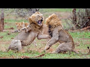 Lions Brutal Battle For Lioness’ Affection