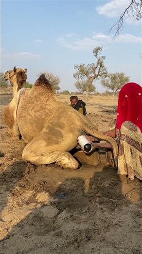 امرأة تجري تجربة شاهدة على ظهر جمل لإنقاذ ذيله.