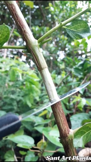 Sant Art on Instagram: "Easy Way to Propagate Plants 🌳 #bonsai #bonsaitree #grafiting #fblifestyle"