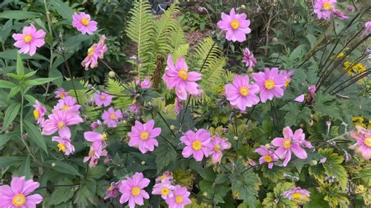 De Japanse anemoon ,Anemone hupehensis is een vaste plant die tot diep in het najaar kan bloeien!! | Rob Verlinden