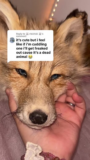 Understanding the Safety of Soft Taxidermy Animals