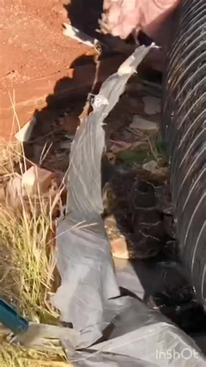 5 years later… 5 years ago Hanna and I removed 88 rattlesnakes from this house. She also removed 3 prior to the big removal. Let’s see what it looks like 5 years later…. A very interesting sight/observation. #bigcountrysnakeremoval #bigcountryserp #texas #wild #naturelovers | Big Country Snake Removal