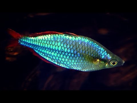 Dwarf Neon Rainbowfish Care Guide