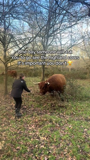 Meet the Hilarious Highland Cow!